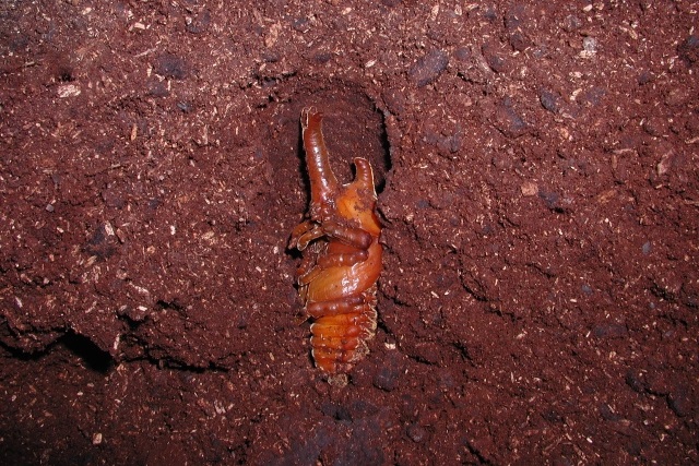 茶色い蛹