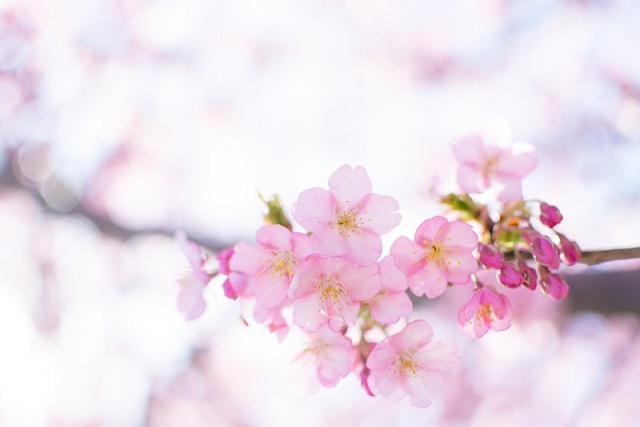 ピンク色のキレイな桜