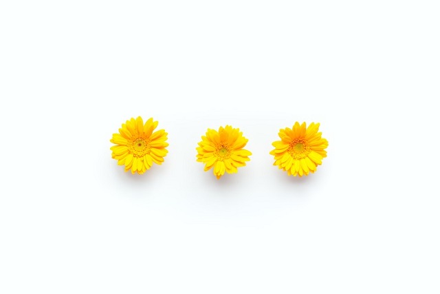 黄色い3輪のお花